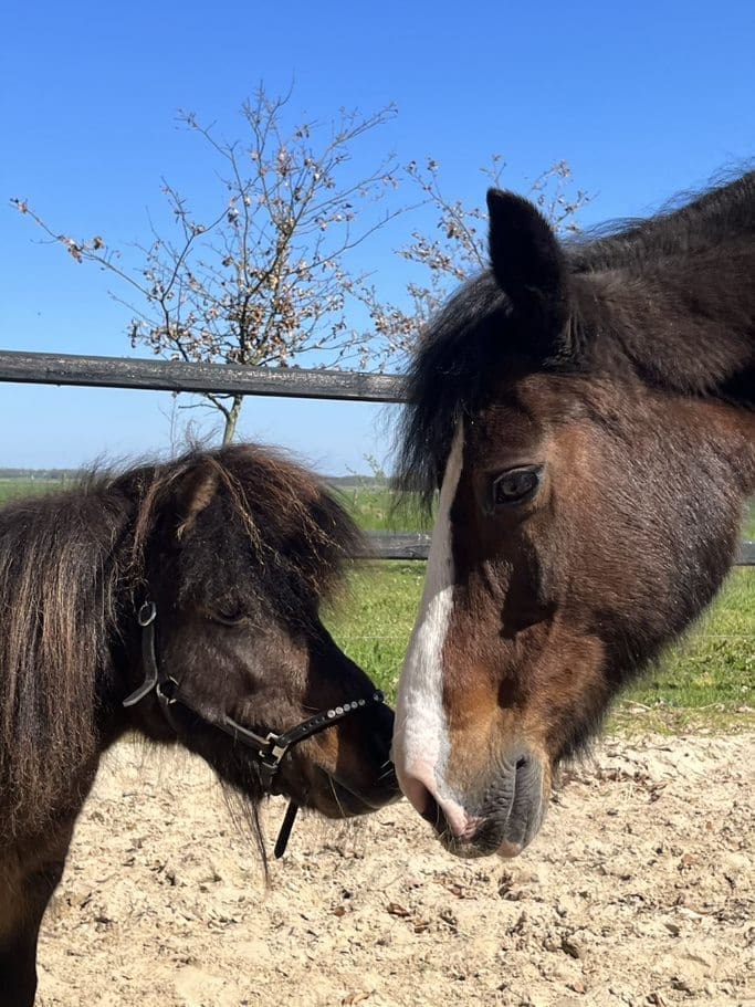 Paarden van HonestEqui Zuidlaren